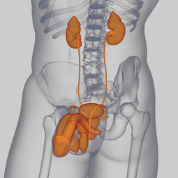 Veranstaltungslogo Klinik f&uuml;r Urologie und Kinderurologie UKS
