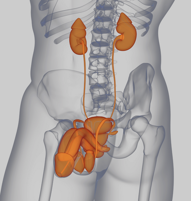 Veranstaltungslogo Klinik f&uuml;r Urologie und Kinderurologie UKS